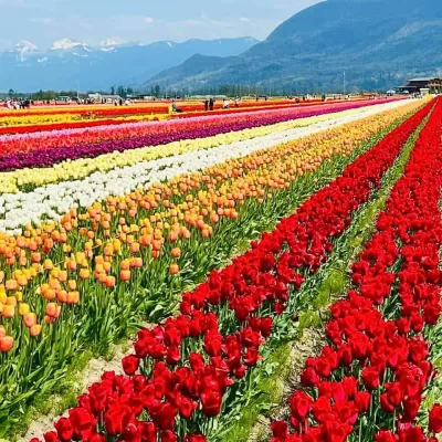 Steve Ferreira | North America