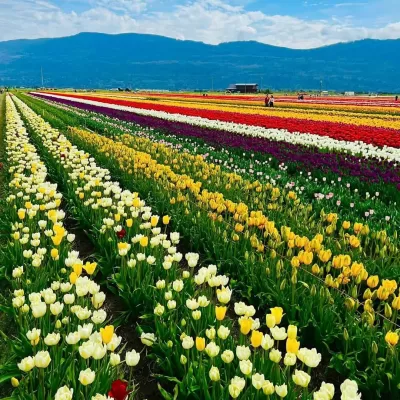 Steve Ferreira | North America