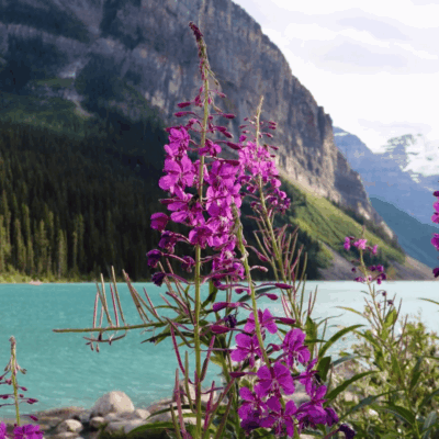 Steve Ferreira - Digital Marketing Specialist