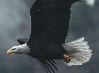 Steve Ferreira - Marketing Strategist