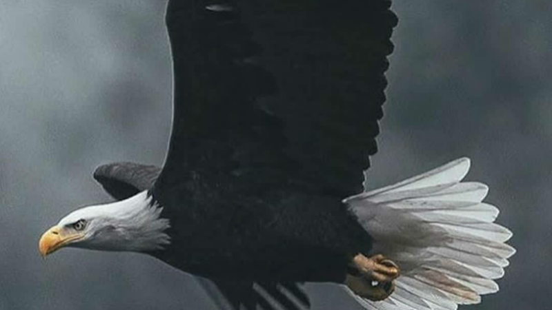 Steve Ferreira - Marketing Strategist